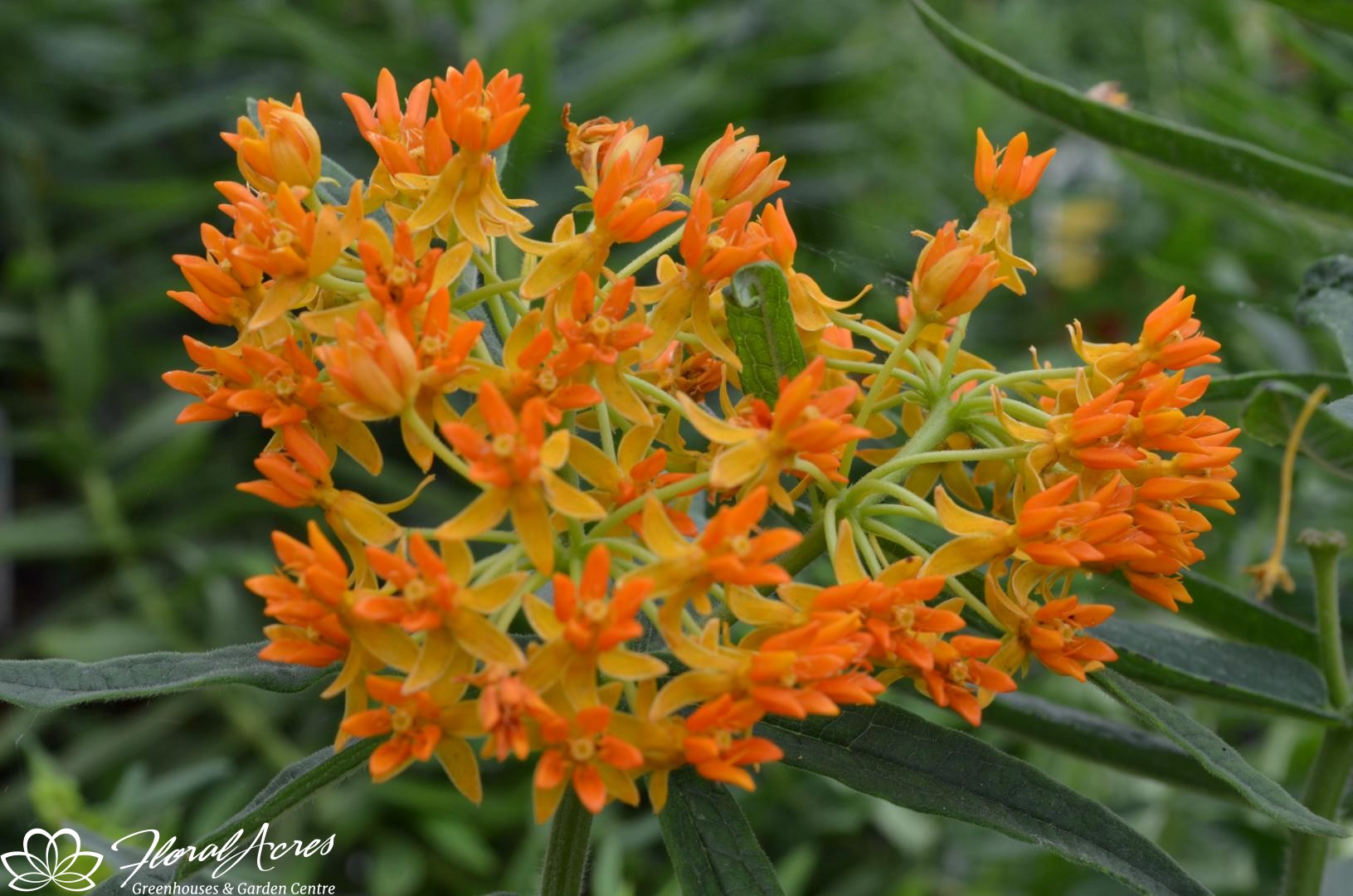 Asclepias ( Butterfly Bush ) Tuberosa Orange Floral Acres